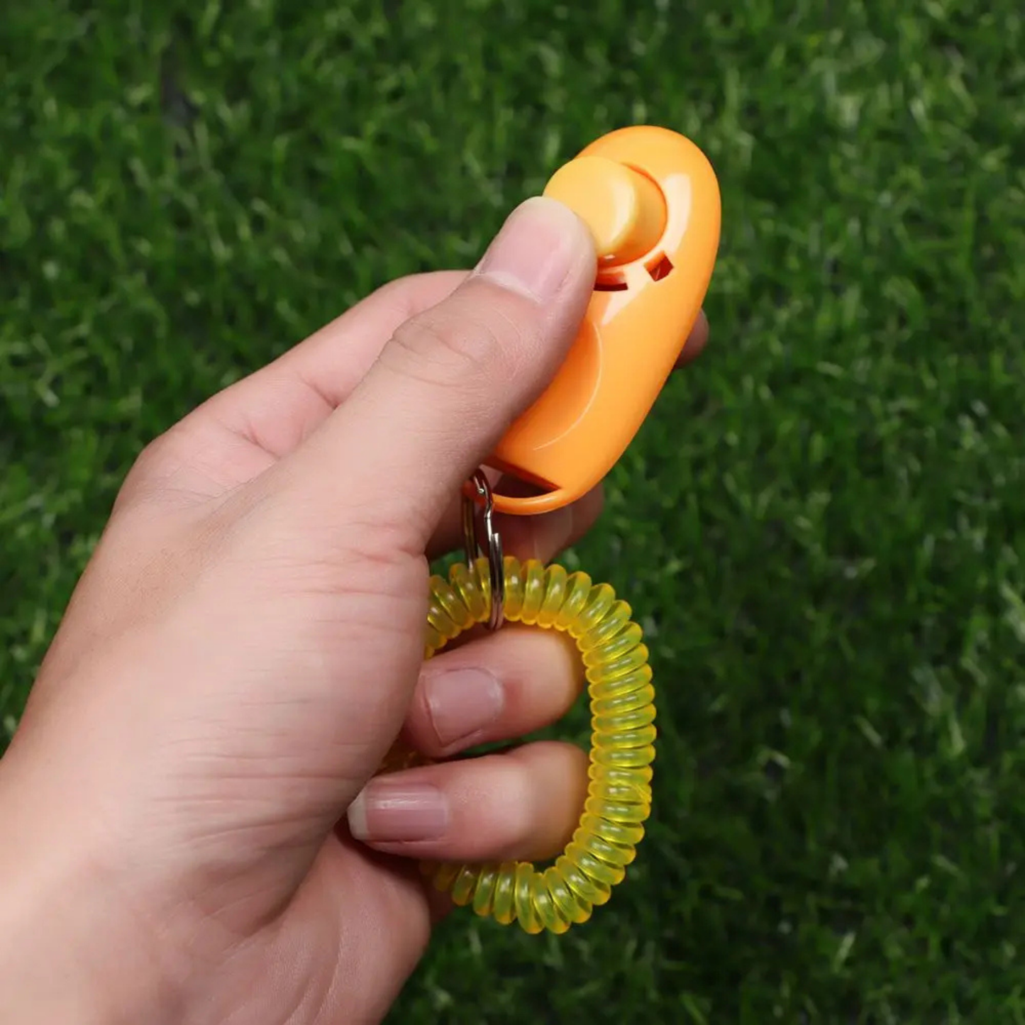 PatiKöşk™ Clicker Temelli Köpek Eğitimi