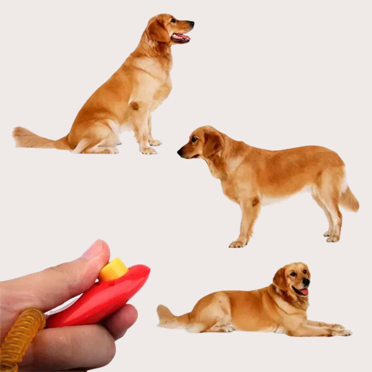 PatiKöşk™ Clicker Temelli Köpek Eğitimi