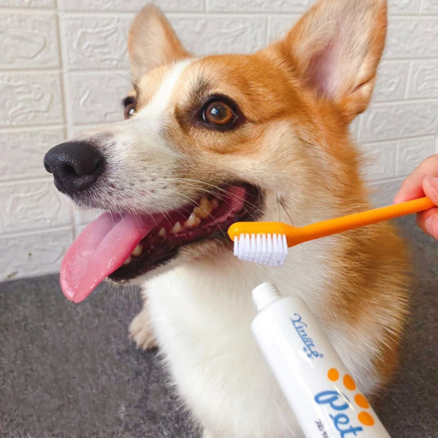 PatiKöşk™ Evcil Hayvan Ağız Bakım Seti