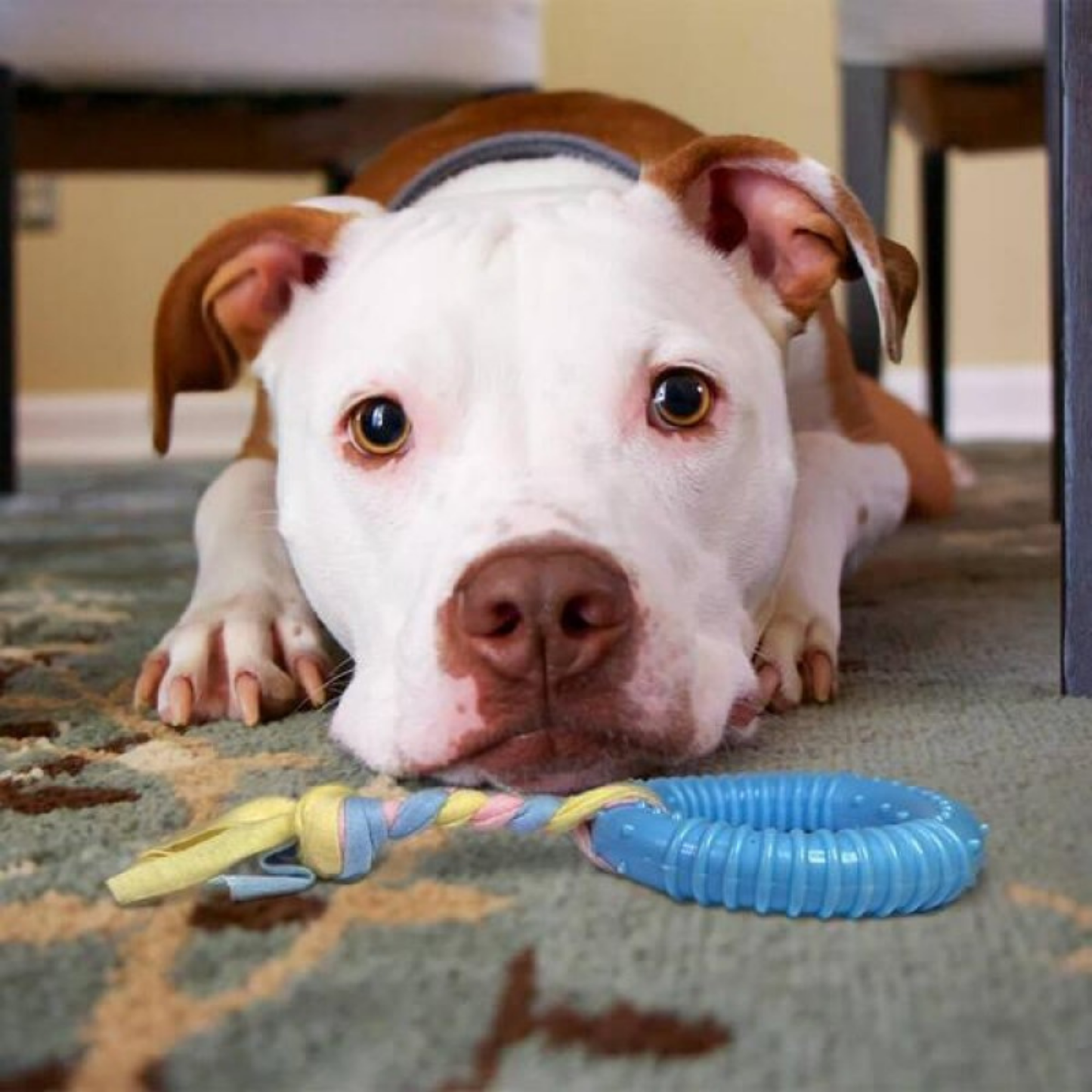 PatiKöşk™ Dayanıklı Köpek Diş Kaşıyıcı Ve Çiğneme Oyuncağı (Ürün Kodu: PK 172)