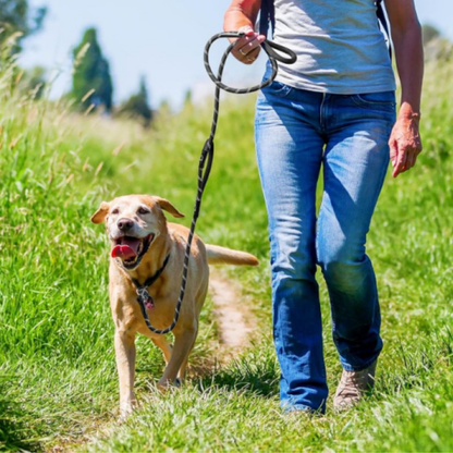 PatiKöşk™ Evcil Hayvan Fitil Gezdirme Tasması (Ürün Kodu: PK 175)