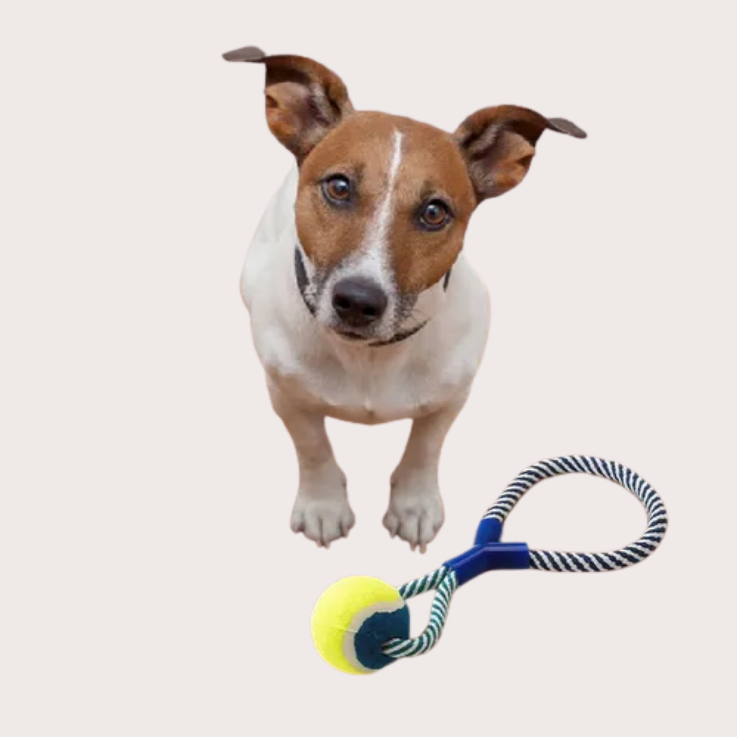 PatiKöşk™ Halatlı Köpek Çiğneme Topu