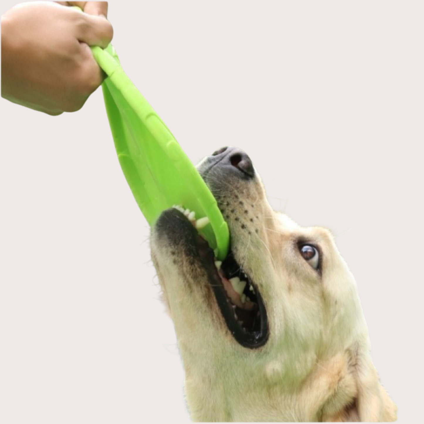 PatiKöşk™ Silikon Frizbi Köpek Oyuncağı (Ürün Kodu: PK 135)